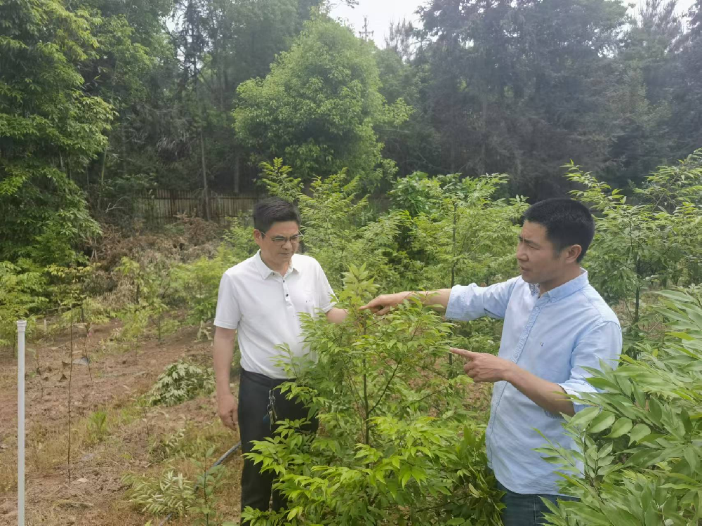 福建省“红锥良种选育与繁育技术研究”攻关项目研讨会在尊龙凯时林业召开